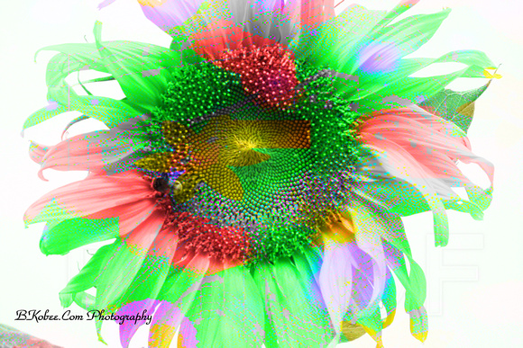 colorsunflower.jpg