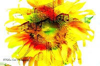 sunflowermusic.jpg