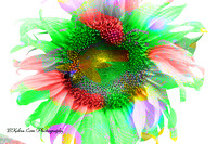 colorsunflower.jpg